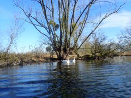 Groschenwasser, Februar 2026